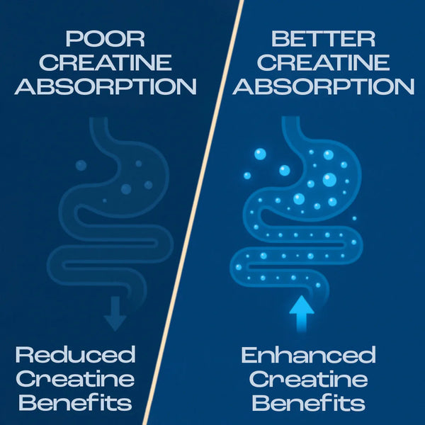 1. Higher Absorption = More Strength