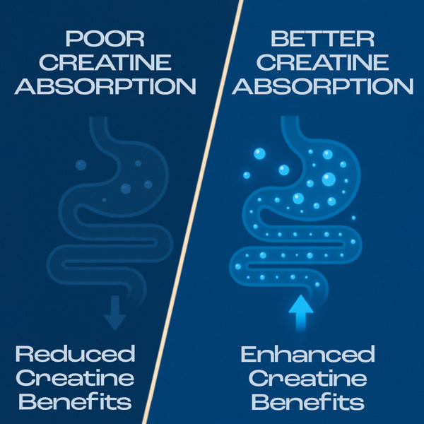 1. Higher Absorption = More Strength