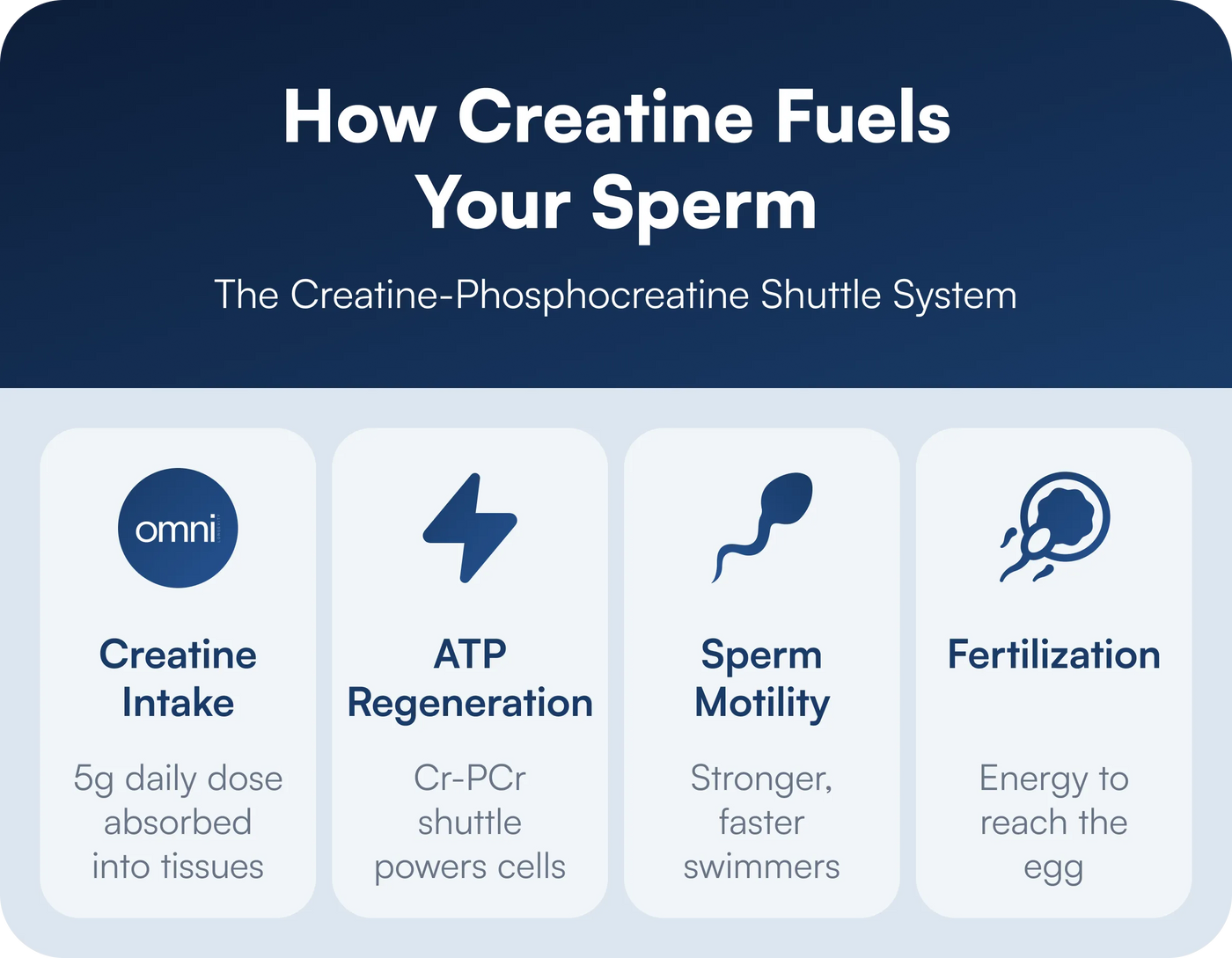Your Sperm Run on Creatine (Literally)