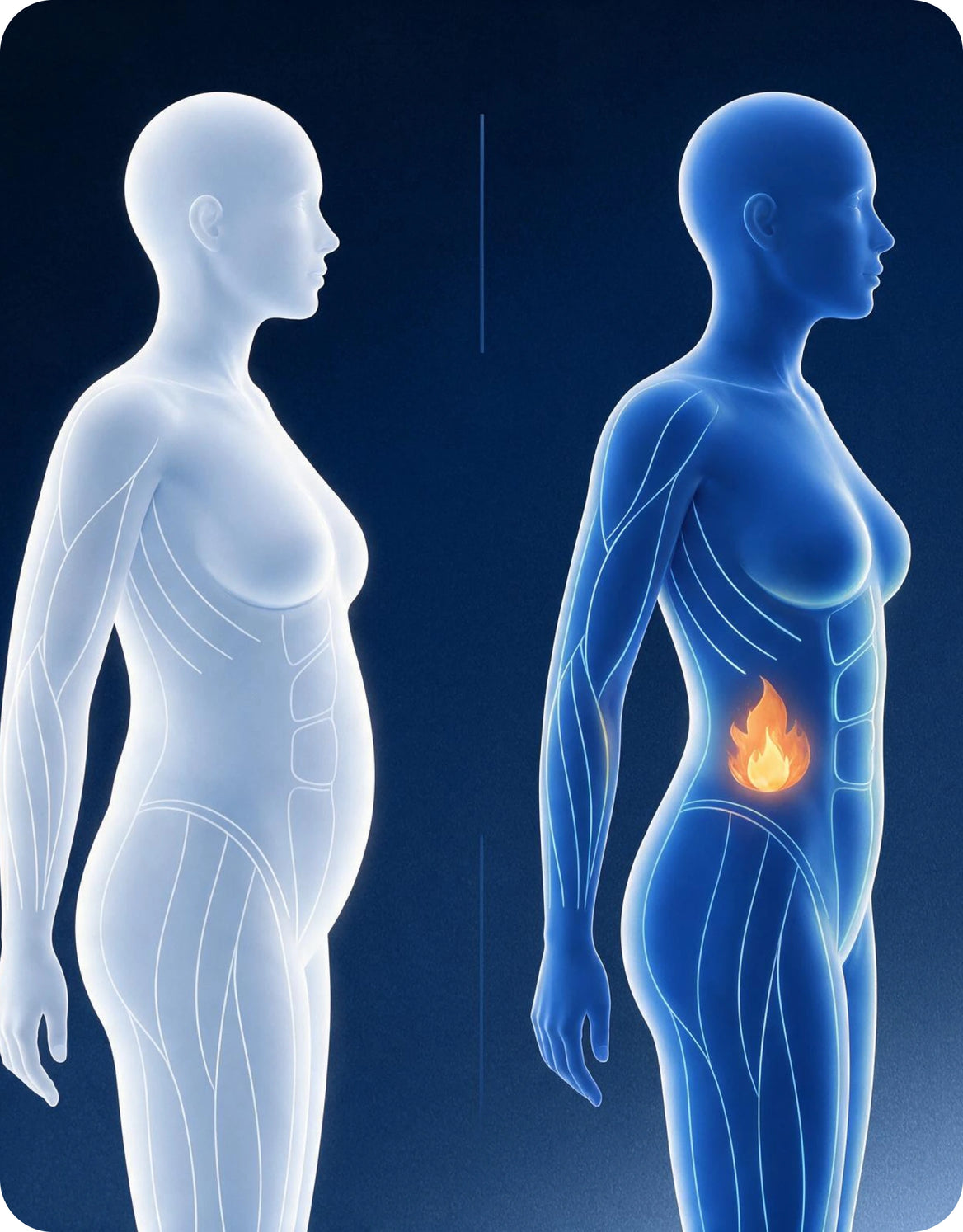 Scientists call it the 'metabolic engine'.